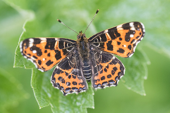 Araschnia levana levana - 8077 - Vaux le vicomte - 21/04/18