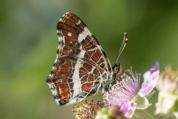 Araschnia levana prorsa -2853 - Precy - 16/07/16