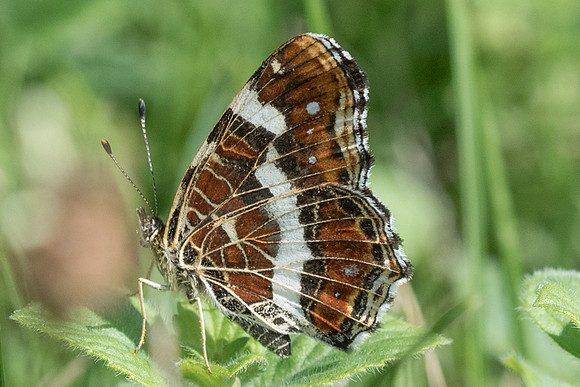 Araschnia levana-5309 - Précy - 19/08/17