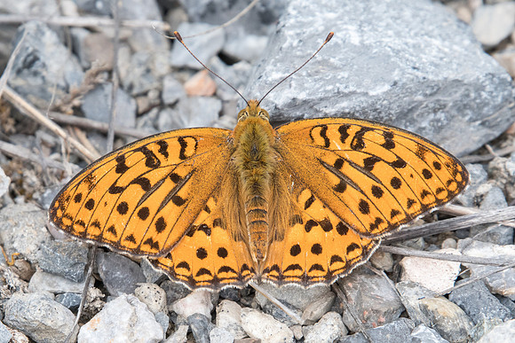 Argynnis adippe - 3376 - Argentière la bessée - 4/07/21