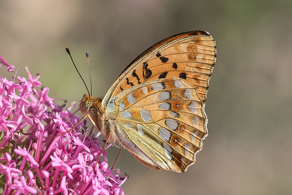Argynnis adippe-7769 - Rimplas - 28/06/21