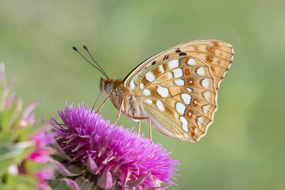 Argynnis adippe-3330 - Argentière la bessée - 4/07/21