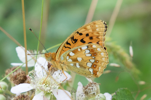 Argynnis adippe - Fontainebleau - 24/06/20