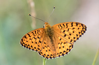Argynnis aglaja-4815 - Fontainebleau - 13/06/20
