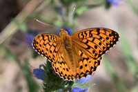 Argynnis aglaja (Grand nacré) -Fontainebleau