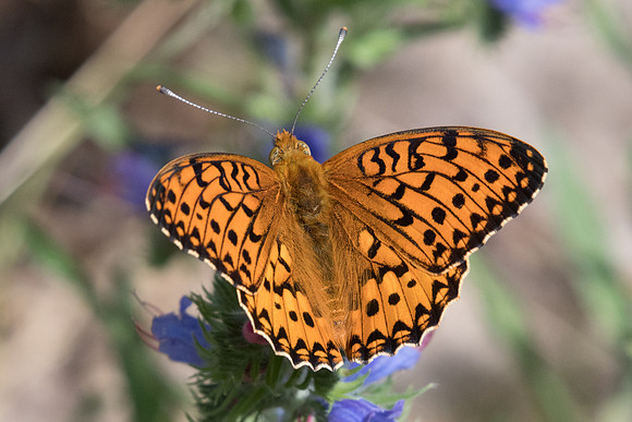 Argynnis aglaja (Grand nacré) -Fontainebleau