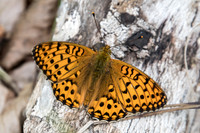 Argynnis aglaja-9439 - Passonfontaine - 9/06/22