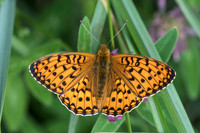 Argynnis aglaja-9901 - Châtillon sur seine - 9/06/22