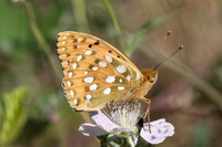 Argynnis aglaja - Fontainebleau - 24/06/20