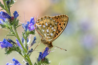 Argynnis aglaja - Fontainebleau - 24/06/20