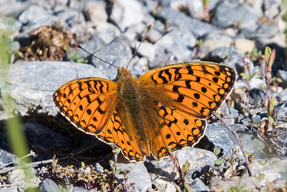 Argynnis niobe-4537 - Vallée de la Clarée - 3/07/20