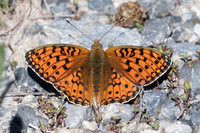 Argynnis niobe-4539 - Vallée de la Clarée - 3/07/20