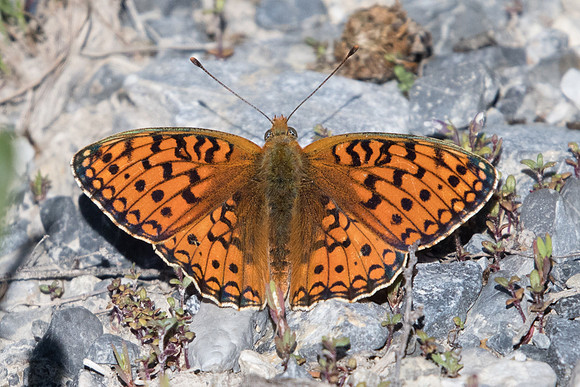 Argynnis niobe-4539 - Vallée de la Clarée - 3/07/20