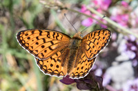 Argynnis niobe-3704- Col de Cayolle - 5/07/21