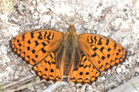 Argynnis niobe-6662 - Bolquere -  21/07/23