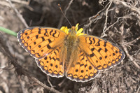 Argynnis niobe - 6314 - Col de Sansa (Real) - 21/07/23
