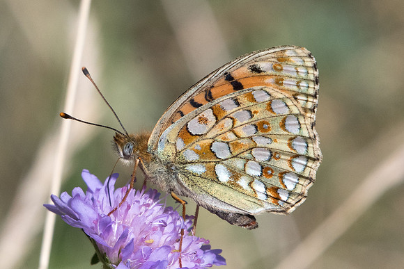 Argynnis niobe-2176 - Cervieres - 18/07/22