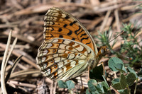 Argynnis niobe -3879 - Llo- 18/07/23