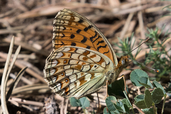 Argynnis niobe -3879 - Llo- 18/07/23