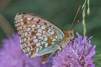 Argynnis niobe -4479 - Bolquere - 18/07/23