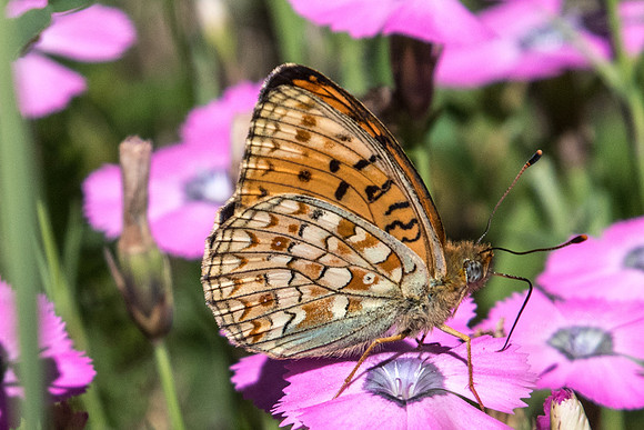 Argynnis niobe - 4106 - Estenc - 5/07/21