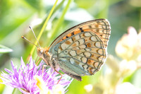 Argynnis niobe - 8658 - Termignon - 16/07/22