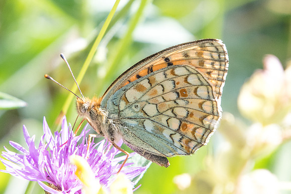 Argynnis niobe - 8658 - Termignon - 16/07/22