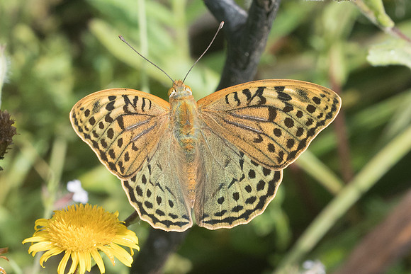 Argynnis pandora-7474 - Venaco - 12/06/23