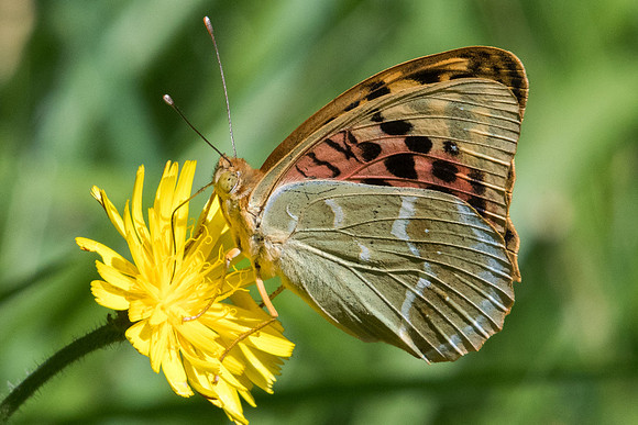 Argynnis pandora-2585 - Nohedes - 16/07/23