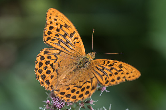 Argynnis paphia-0311 - Fontainebleau - 15/08/18