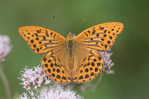 Argynnis paphia ♂ -  Fontainebleau - 15/08/18