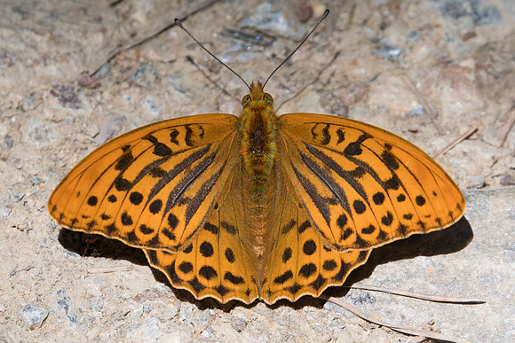Argynnis paphia - 2518 - Nohedes - 16/07/23