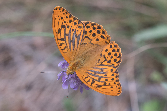 Argynnis paphia-6228 - Llo - 20/07/23