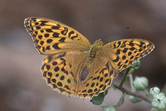 Argynnis paphia f valesina-5817 - Aprey - 30/07/21
