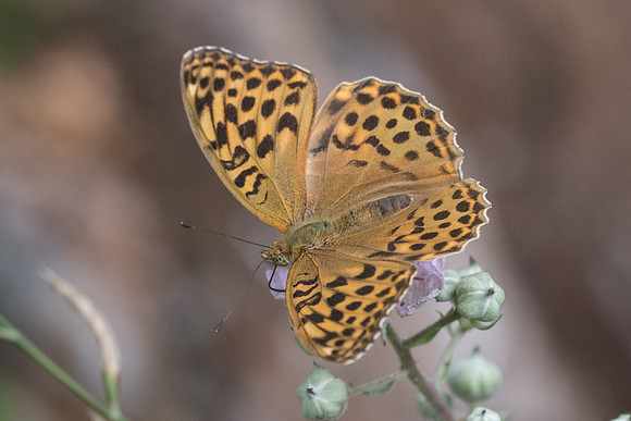 Argynnis paphia f valesina-5815 - Aprey - 30/07/21