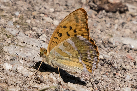 Argynnis paphia-7470 - Precy 6/07/19