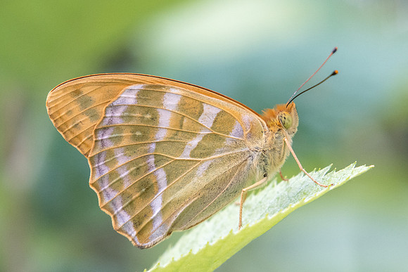 Argynnis paphia-9165 - Chatillon sur seine - 9/06/22