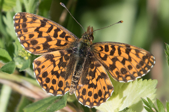 Boloria dia-4028 - Roissy en Brie - 1/06/20