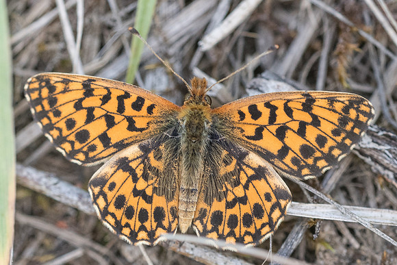 Boloria dia-3578 - Montigny sur loing - 24/05/20