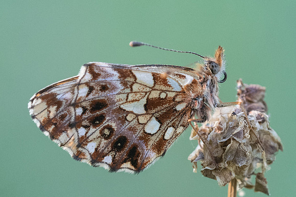 Boloria dia-5038 - Fontainebleau - 24/06/20