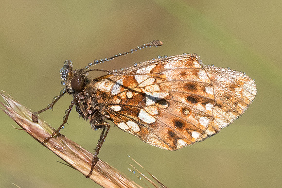 Boloria dia-0681 - Coursegoule - 28/06/20