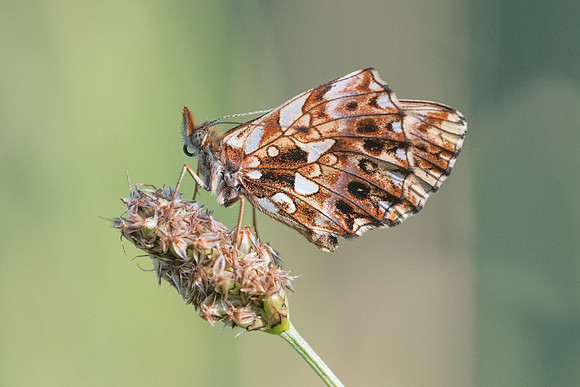 Boloria dia (Petite Violette) - Fontainebleau - 24/06/20