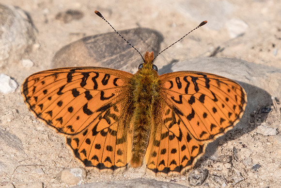 Boloria euphrosyne-4947 - Mirabeau - 19/04/19