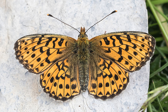 Boloria euphrosyne-5756 - St Dalmas - 27/06/21
