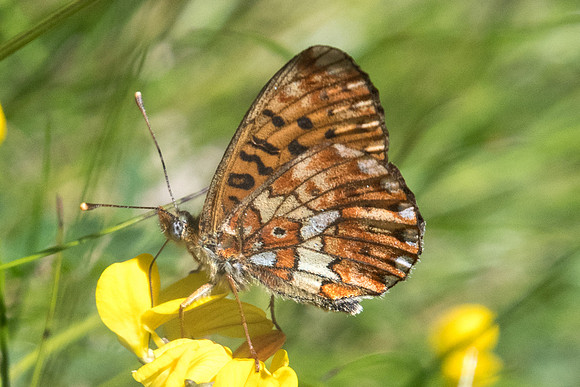 Boloria euphrosyne-2877 - Uvernet-Fours - 30/06/20