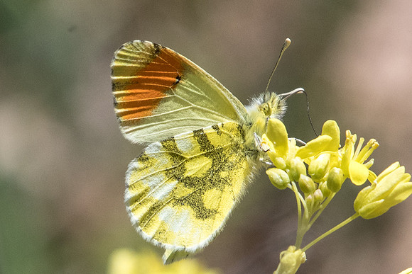 Anthocharis euphenoides ♂- 0133 - Belgentier - 13/04/21