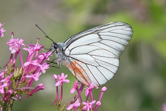 Aporia crataegi - 5900 - Gréoliere - 26/06/20