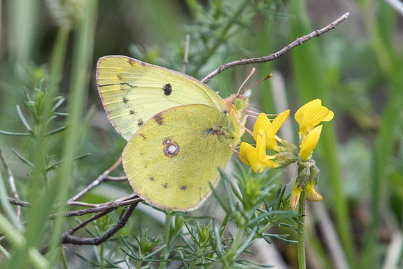 Colias alfacariensis ♀ (le Soufré) Fontainebleau - 24/05/20
