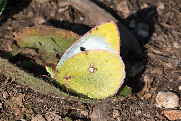 Colias alfacariensis ♀-5807 - Gréolières - 26/06/20 (sol calcaire)