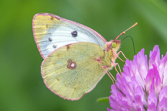 Colias alfacariensis-5058 - Estenc - 6/07/21